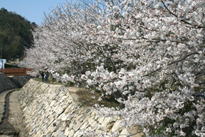 水分峡森林公園の桜