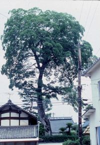 倒壊前のムクノキの写真