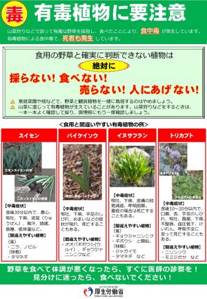 有毒植物による食中毒予防について1