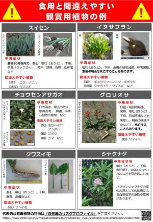 有毒植物による食中毒予防について3-2