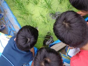 キッズ環境調査（府中小学校）の写真