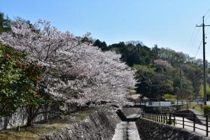 春の水分峡の写真1