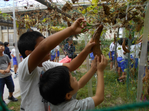 植物を観察する子どもの写真です